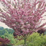 Kwanzan Cherry Tree