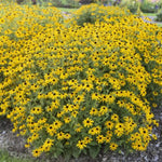 Treasure Trove Black-Eyed Susan
