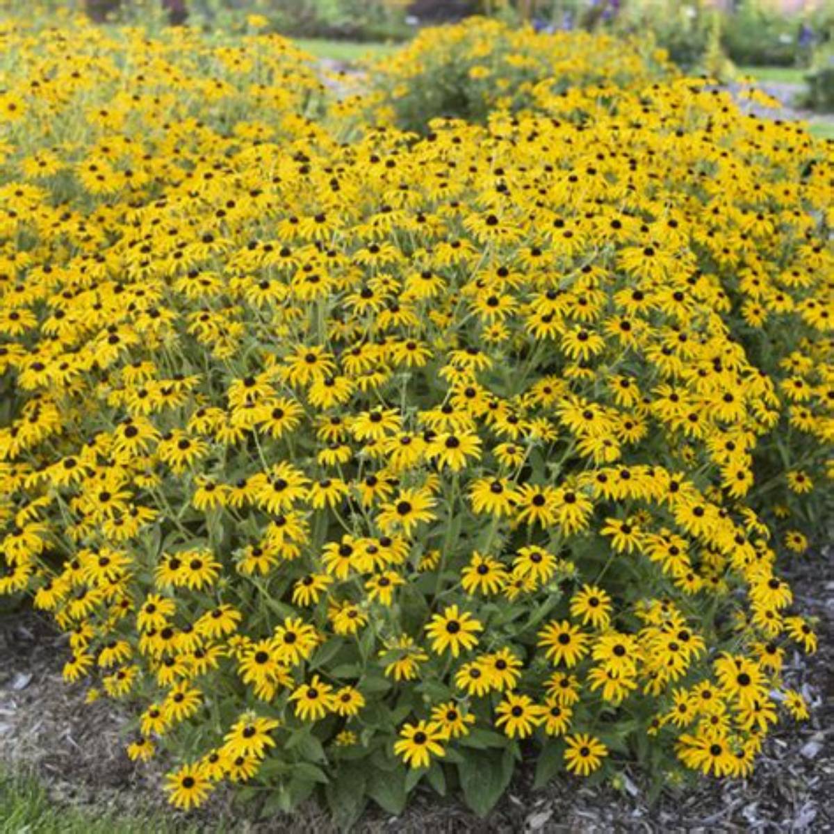 Treasure Trove Black-Eyed Susan