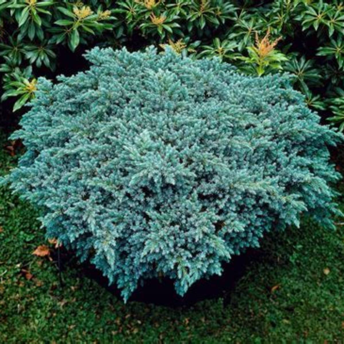 Blue Star Juniper