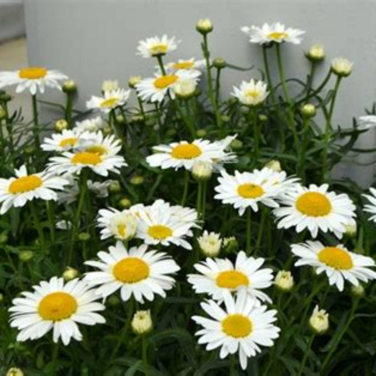 Lucille™ White Shasta Daisy