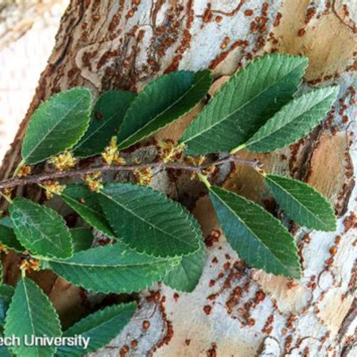 Lacebark Elm Tree