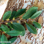 Lacebark Elm Tree