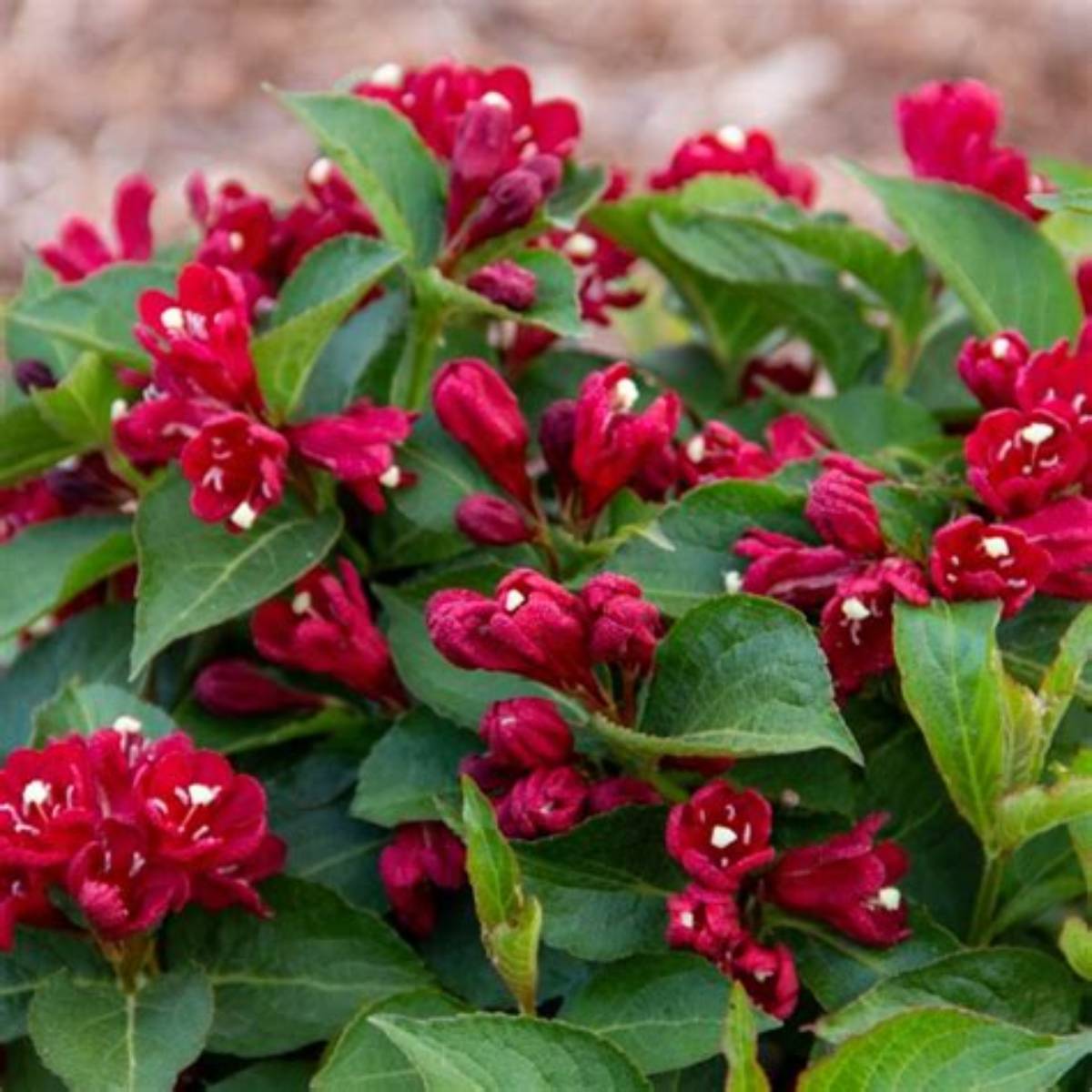 Maroon Swoon® Weigela