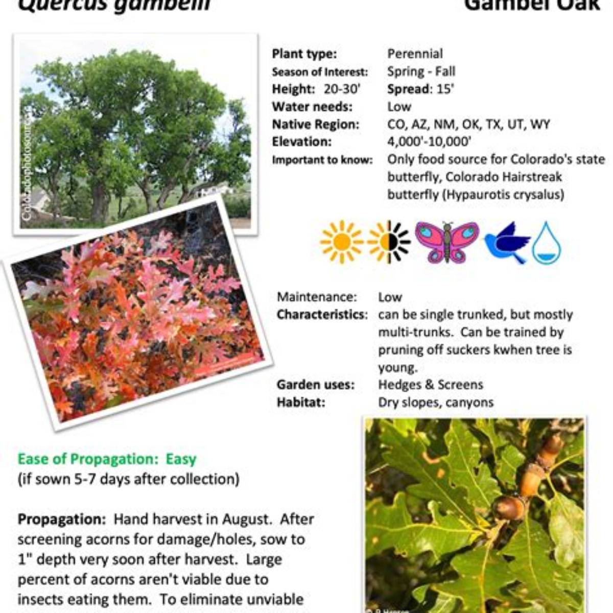 Gambel Oak Tree
