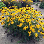 Denver Daisy™ Black-Eyed Susan