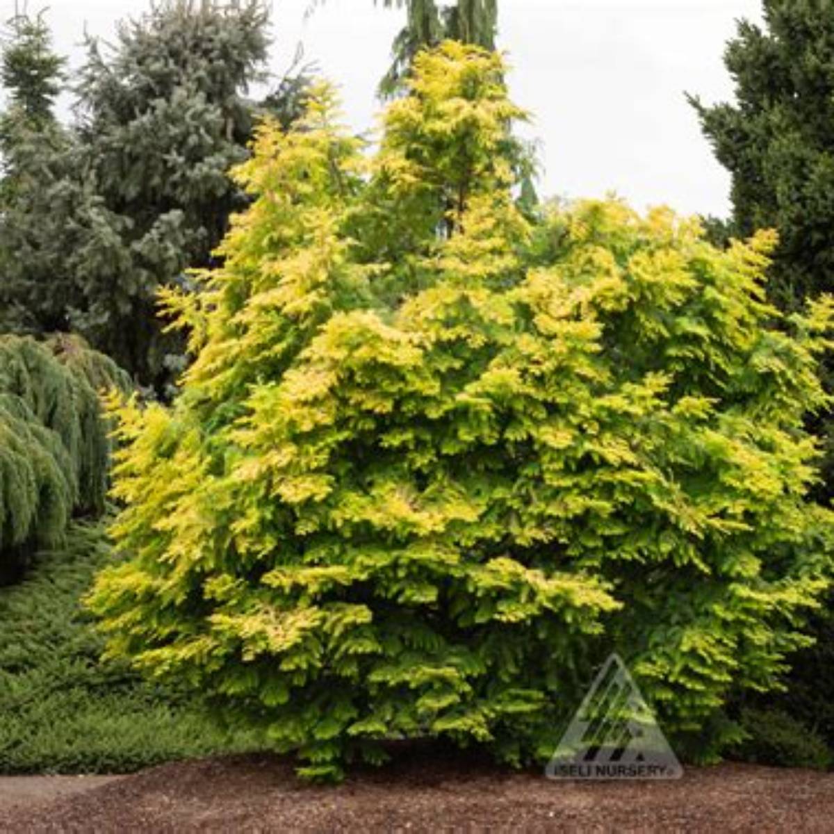 Amber Glow™ Dawn Redwood Tree