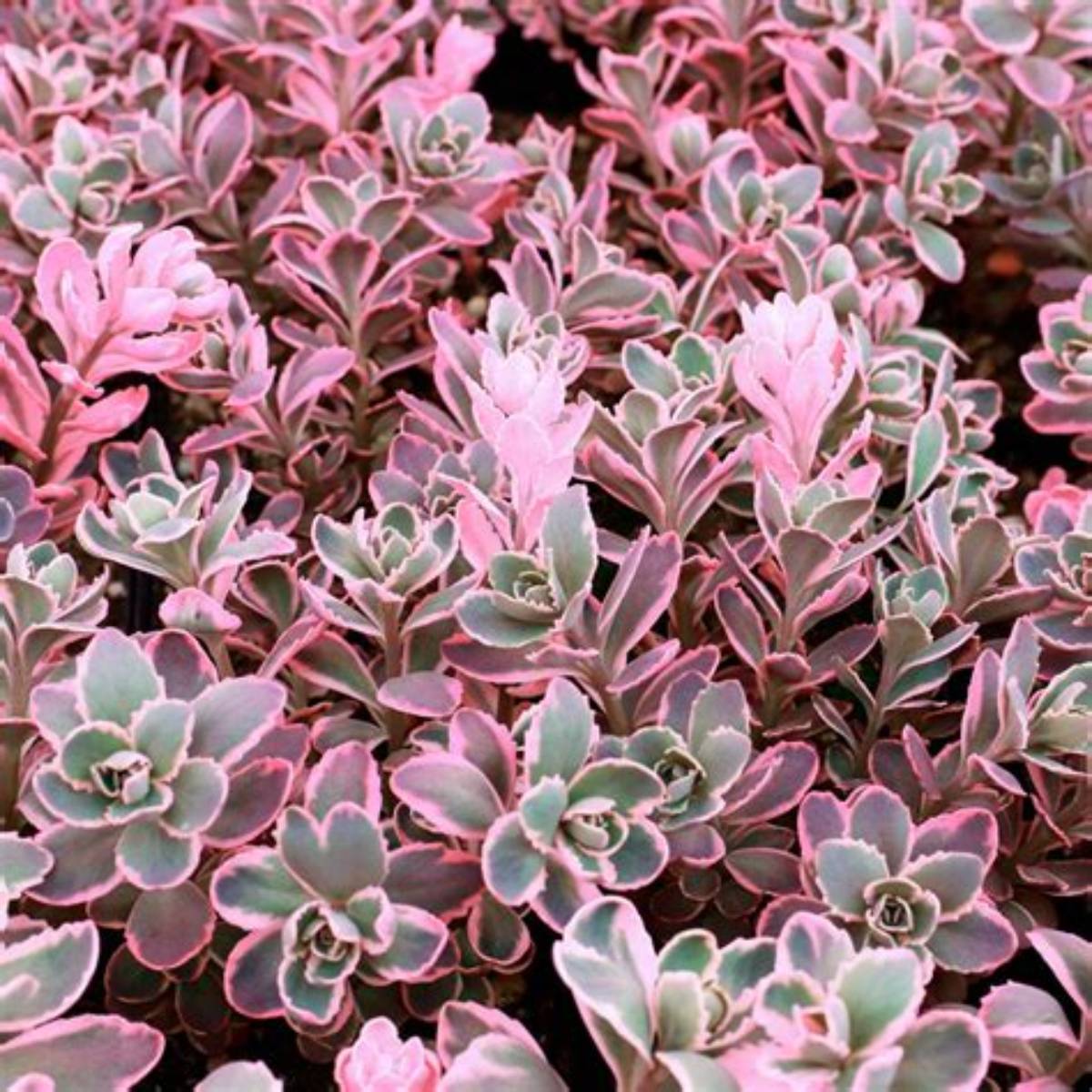 Sunsparkler® Dream Dazzler Sedum