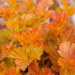 Amber Jubilee™ Ninebark