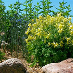 Denver Gold™ Columbine