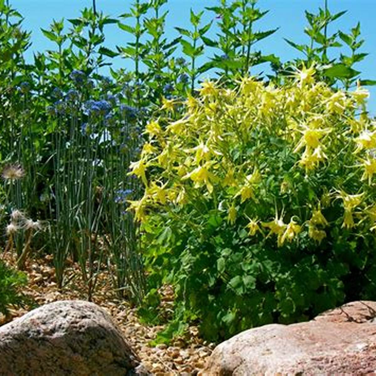 Denver Gold™ Columbine