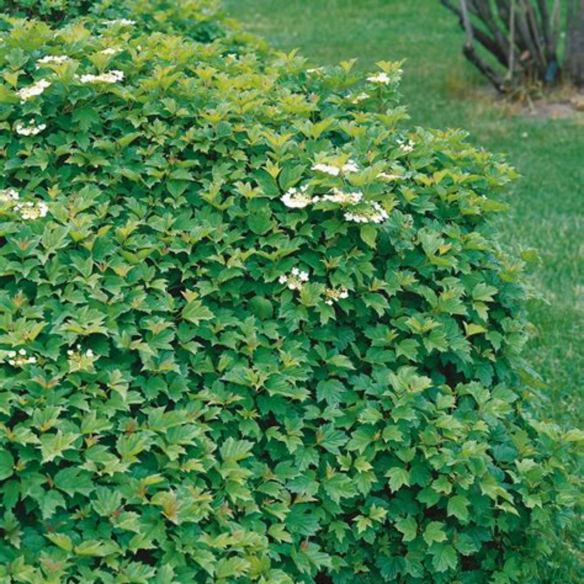 Dwarf European Cranberrybush Viburnum