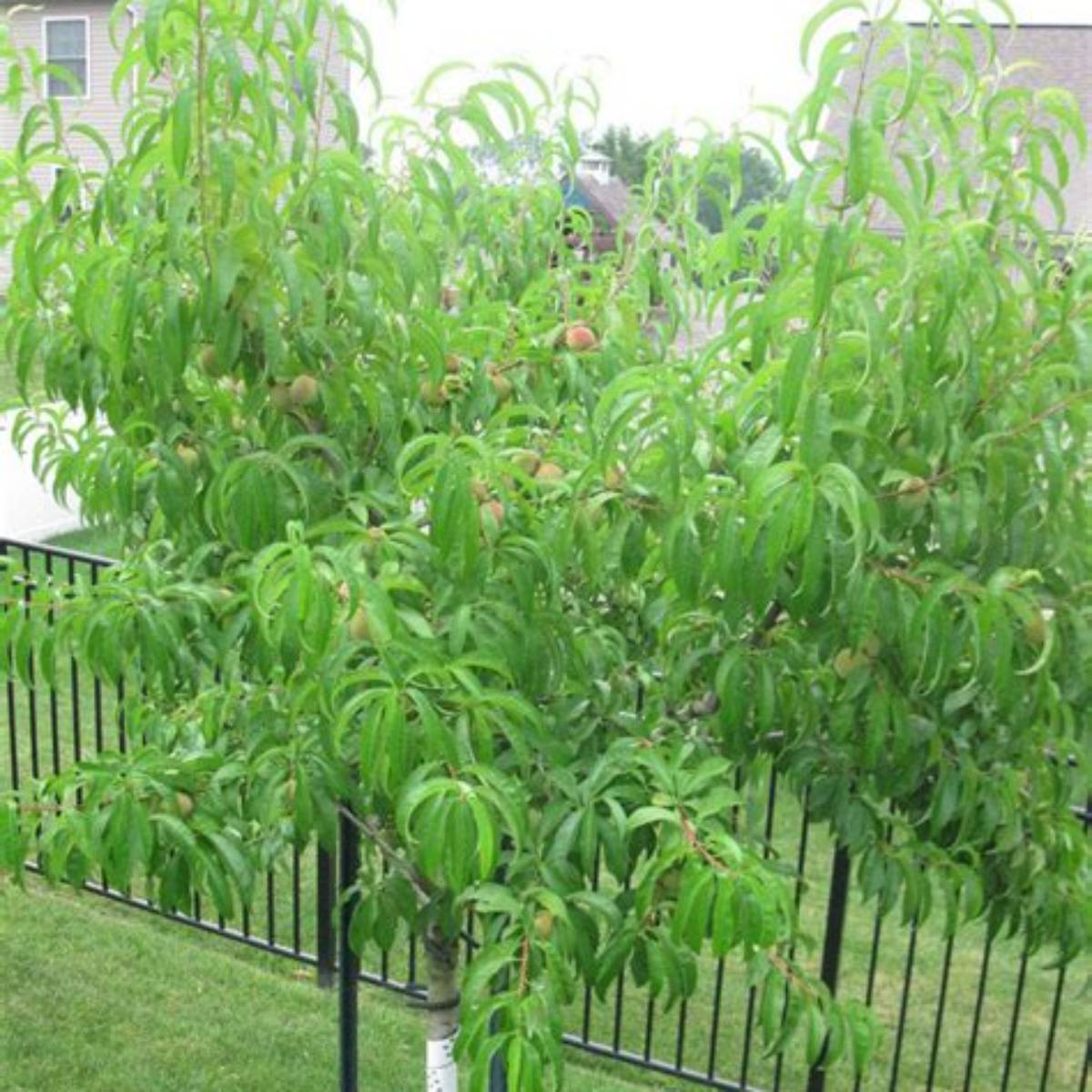 Hale Haven Peach Tree