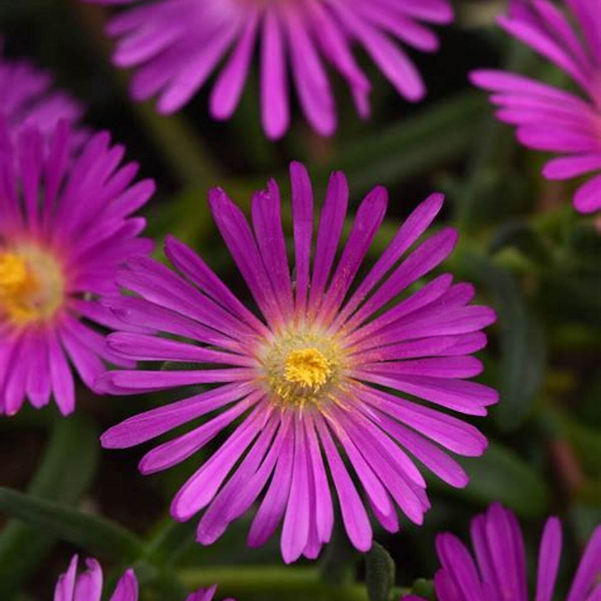 Ocean Sunset™ Violet Ice Plant