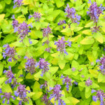 Lemon Purrfection Catmint