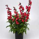 Cherry Sparks Penstemon