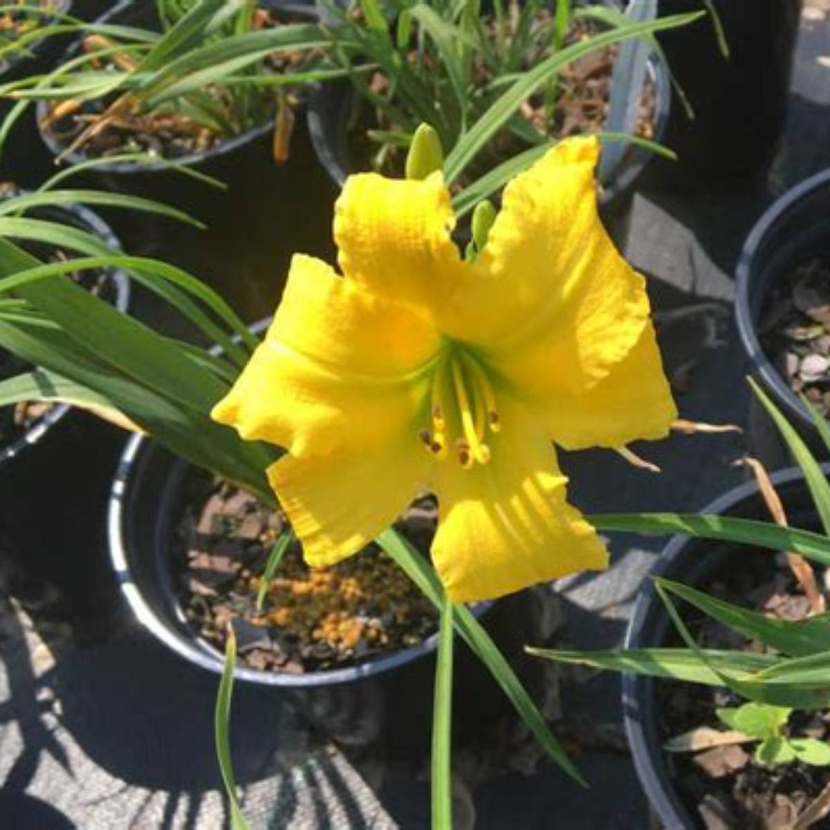 Eenie Weenie Daylily
