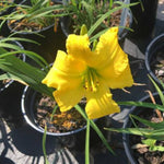 Eenie Weenie Daylily