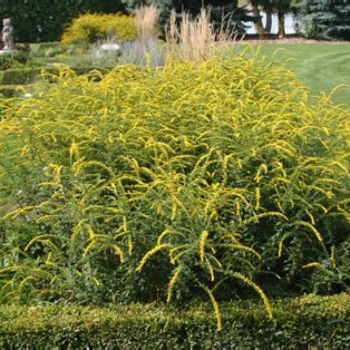 Fireworks Goldenrod