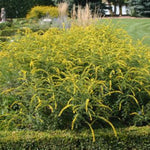 Fireworks Goldenrod