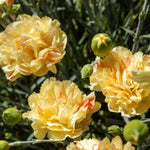 Scent First® Lemon Sparkler Dianthus