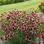 Designer Threads® Heartstrings Coreopsis