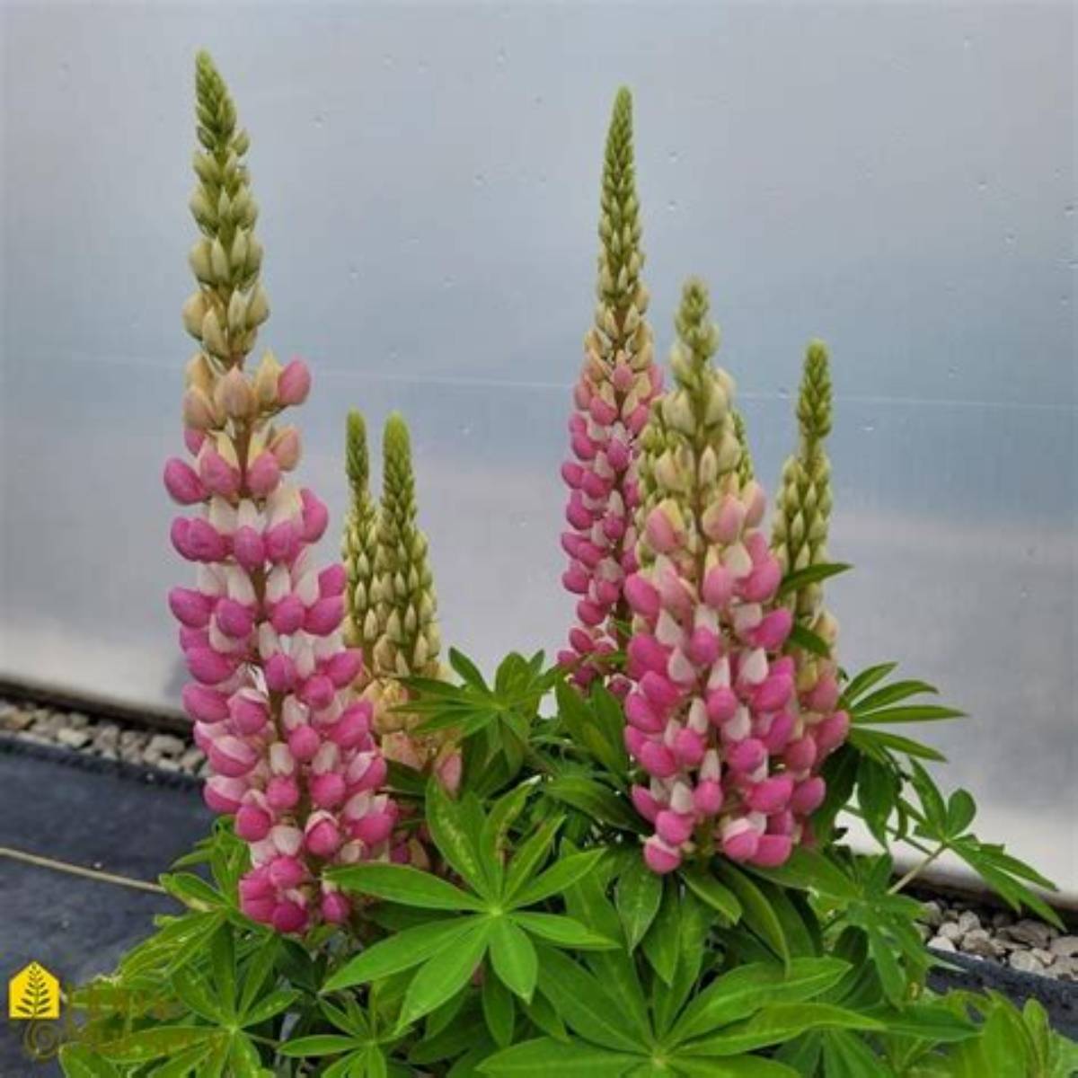 Staircase™ Rose White Lupine