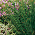 Saybrook Gold® Juniper Wreath