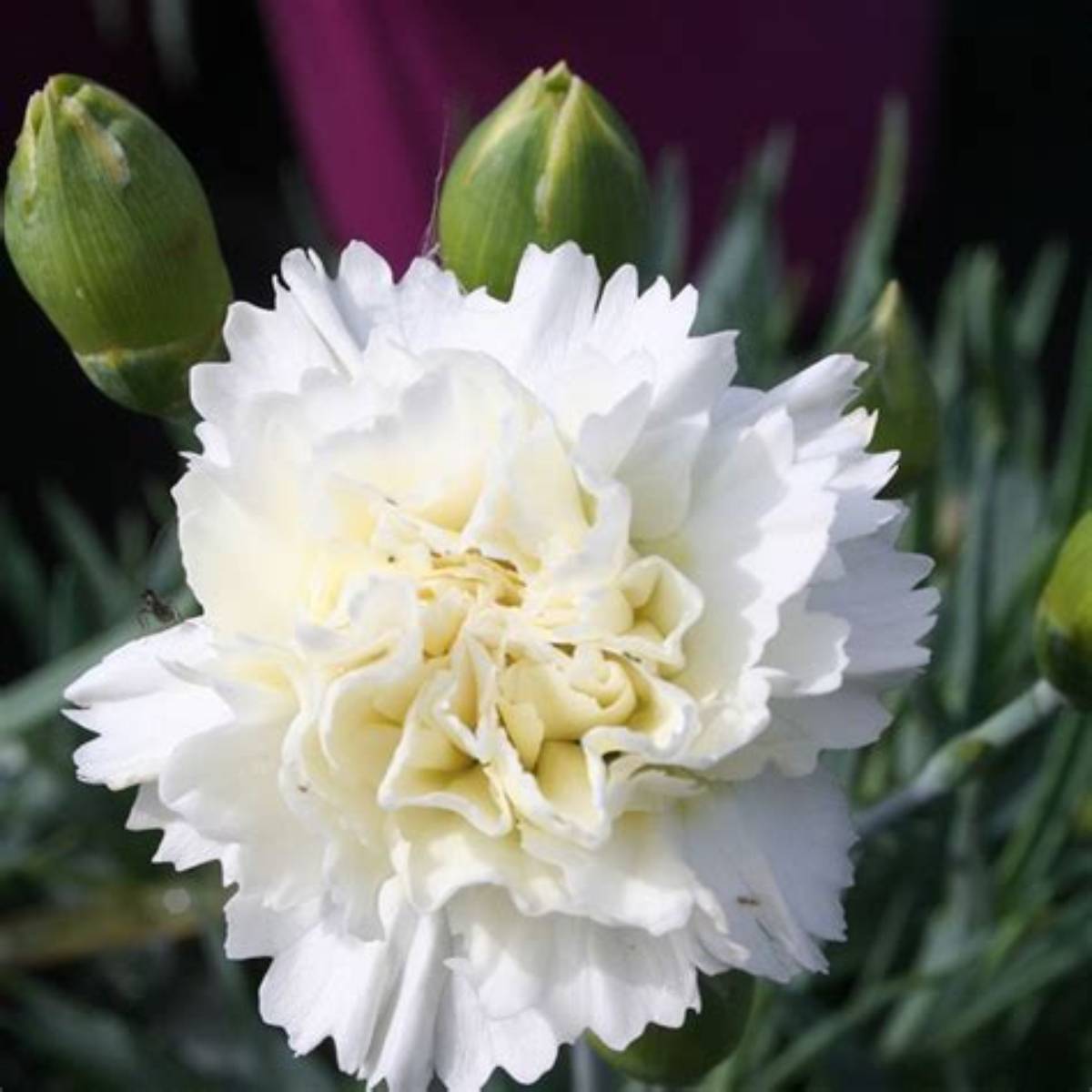 Scent First® Memories Dianthus