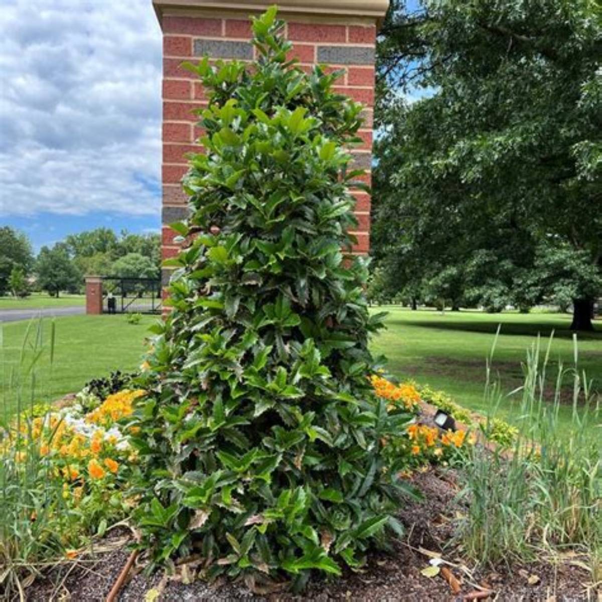 Crown Point™ Purple Holly