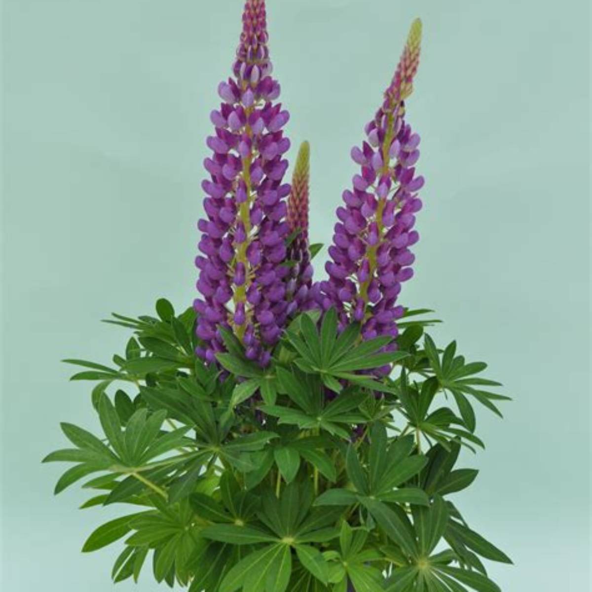 Staircase™ Blue Lupine