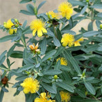 Cobalt-N-Gold™ St. Johnswort