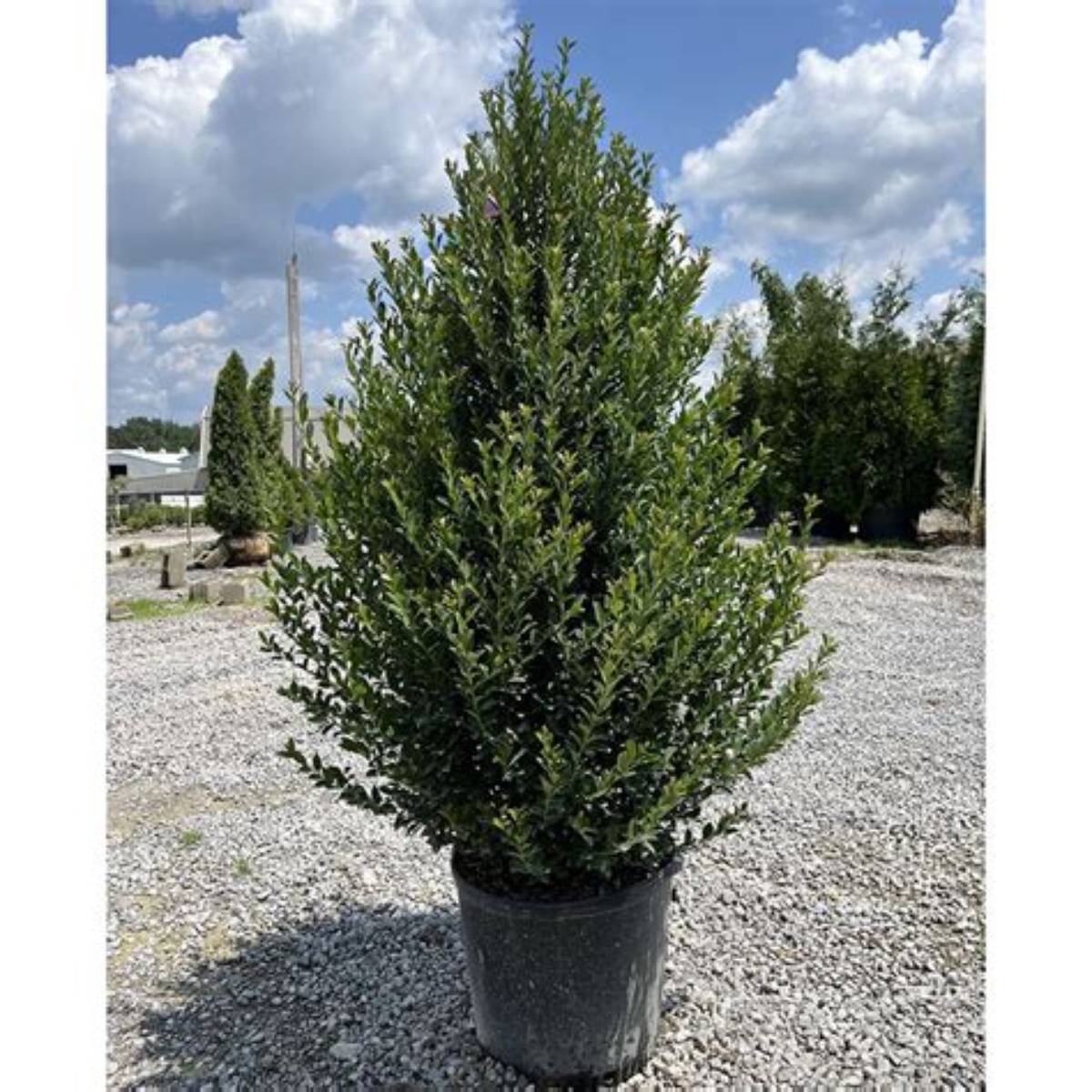 Arrow Point® Holly Spiral