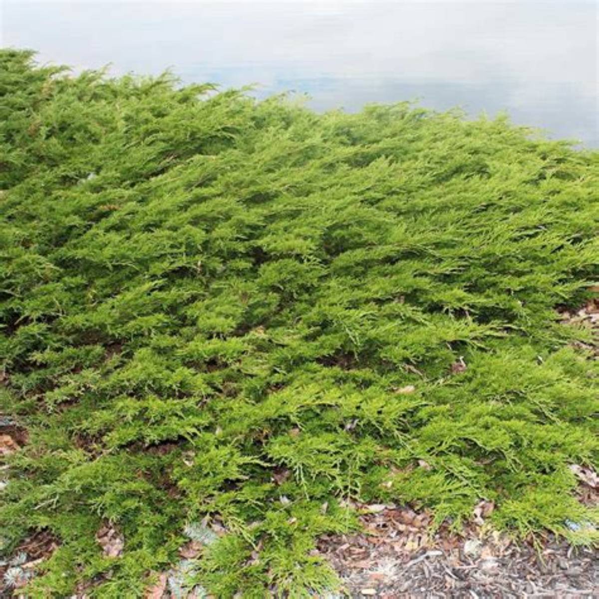 Green Sargent Juniper