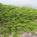 Green Sargent Juniper