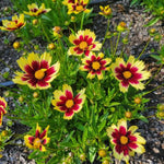 Super Star Coreopsis