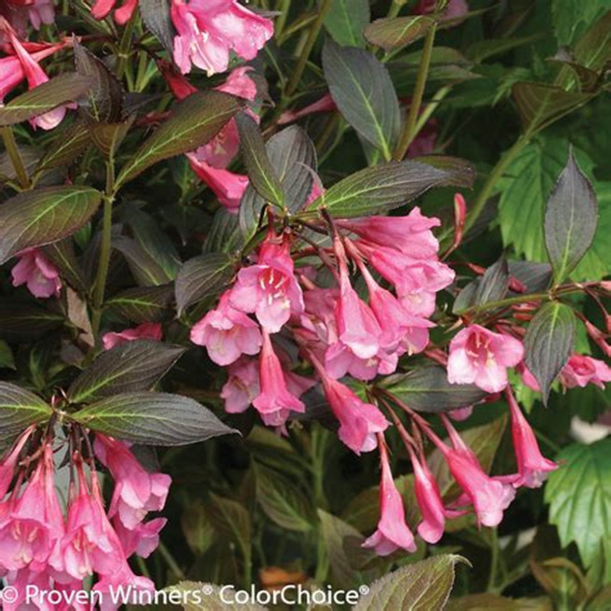 Midnight Wine Shine® Weigela