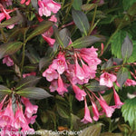 Midnight Wine Shine® Weigela