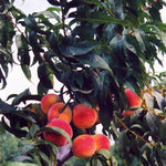 Baby Gold Peach Tree