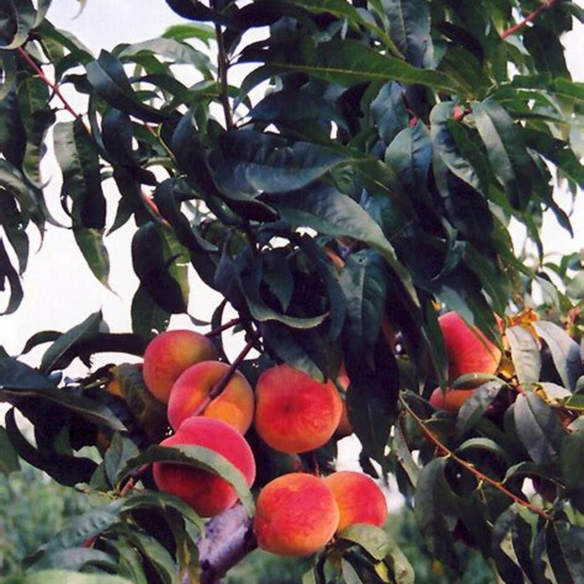 Baby Gold Peach Tree