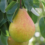 Ayers Pear Tree