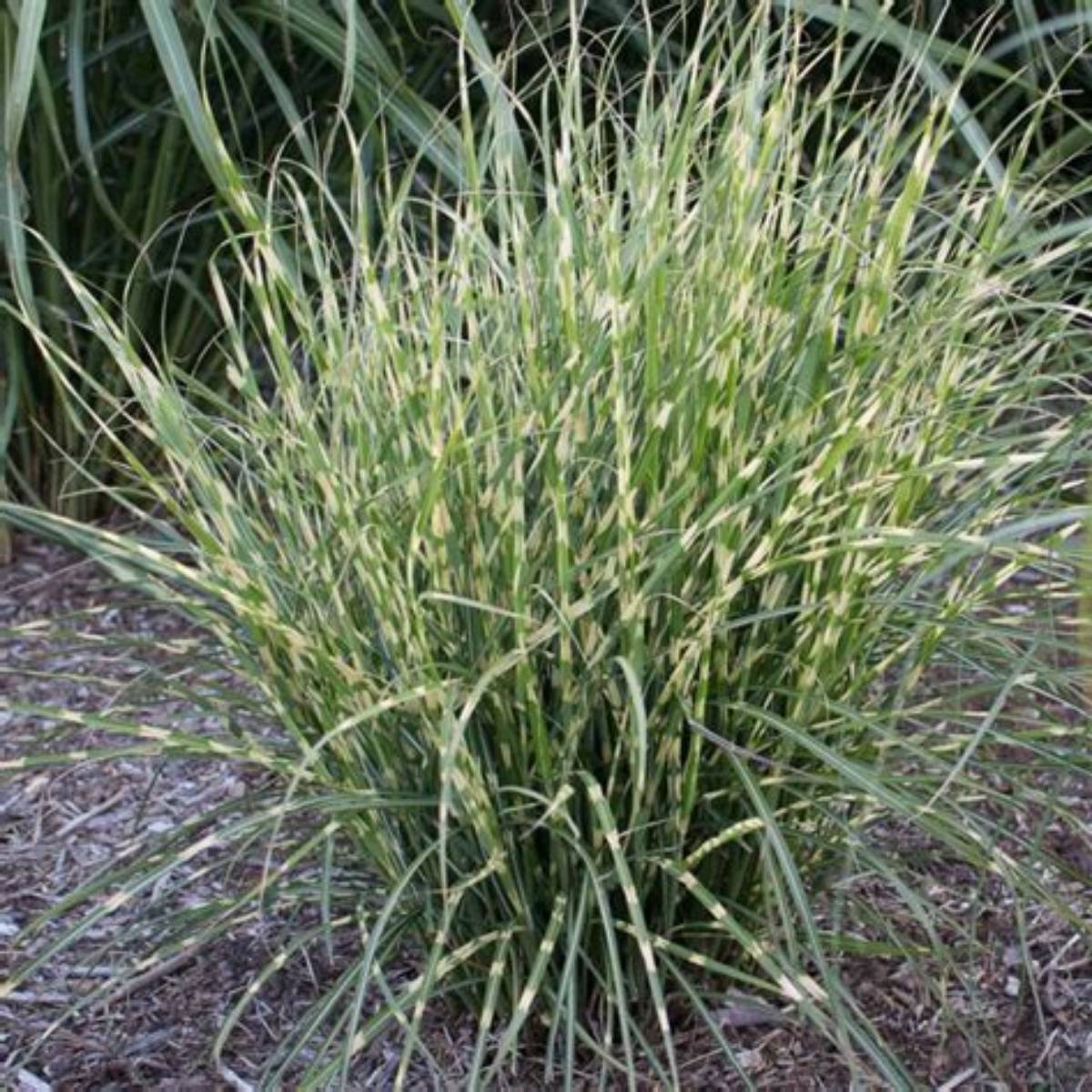 Bandwidth Maiden Grass