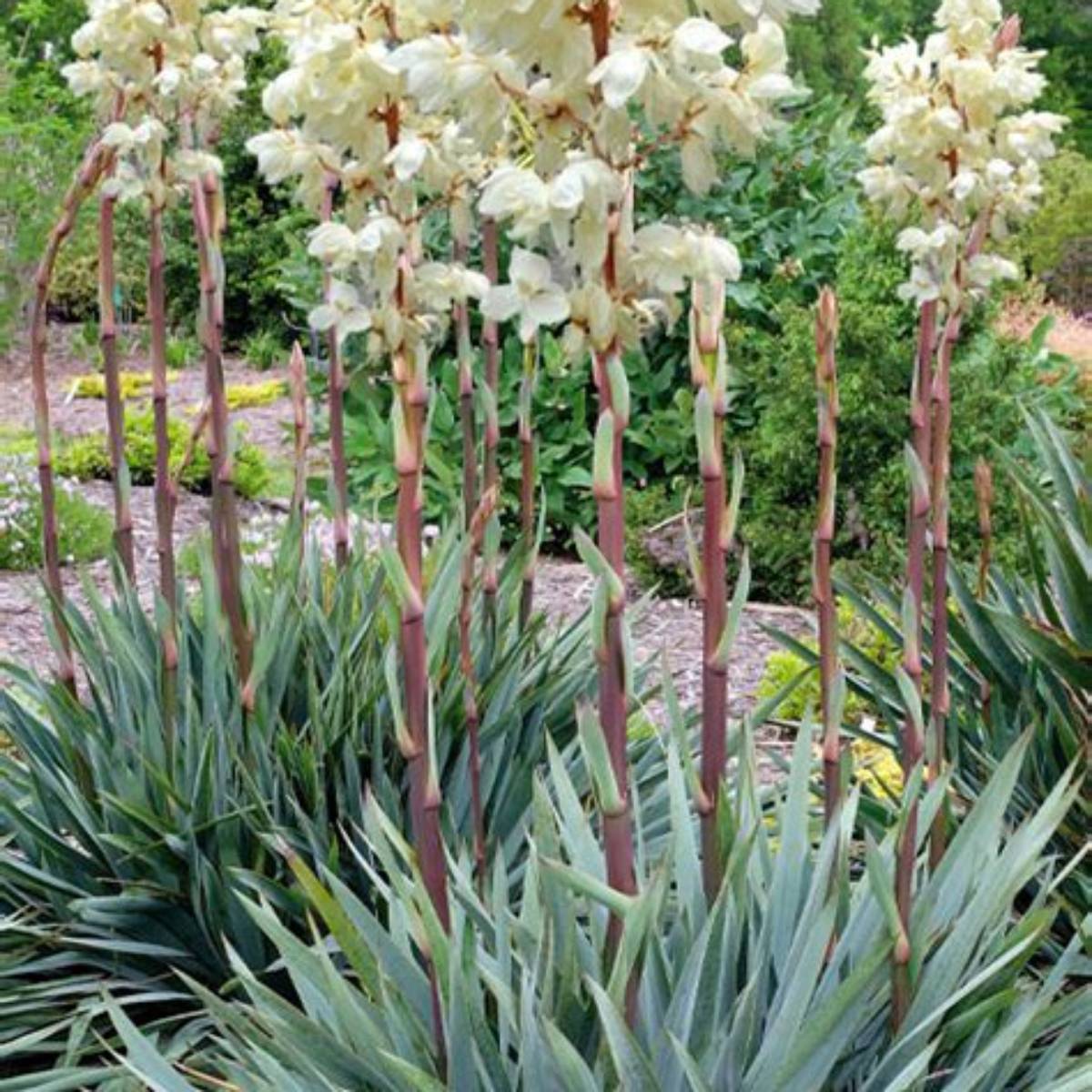 Silver Anniversary Yucca