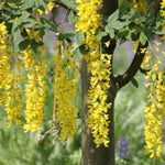 Columnar Golden Chain Tree