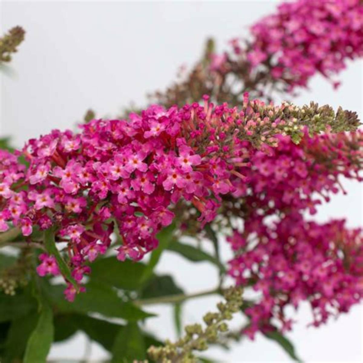 Dapper® Pink Butterfly Bush