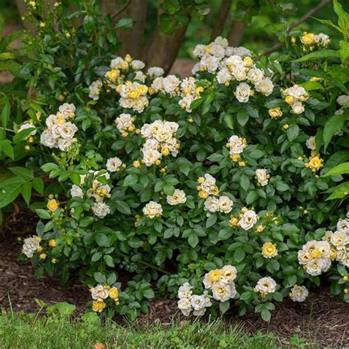 Popcorn Drift® Rose