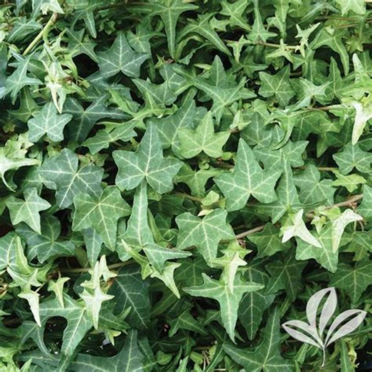 Thorndale English Ivy