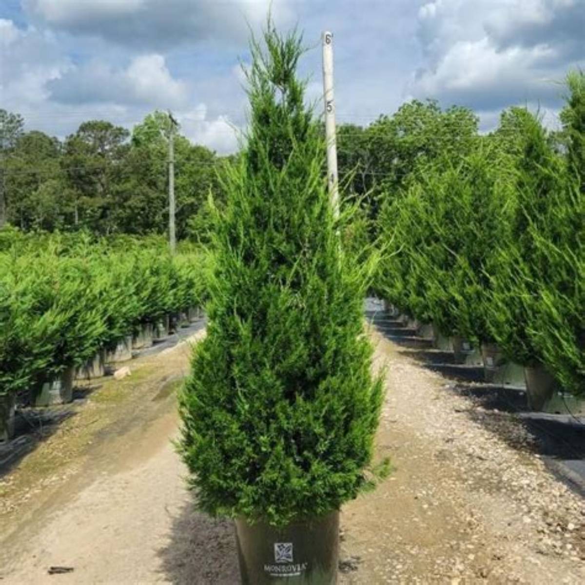 Hetzi Column Juniper