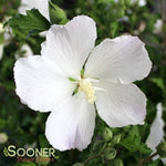 White Pillar® Althea