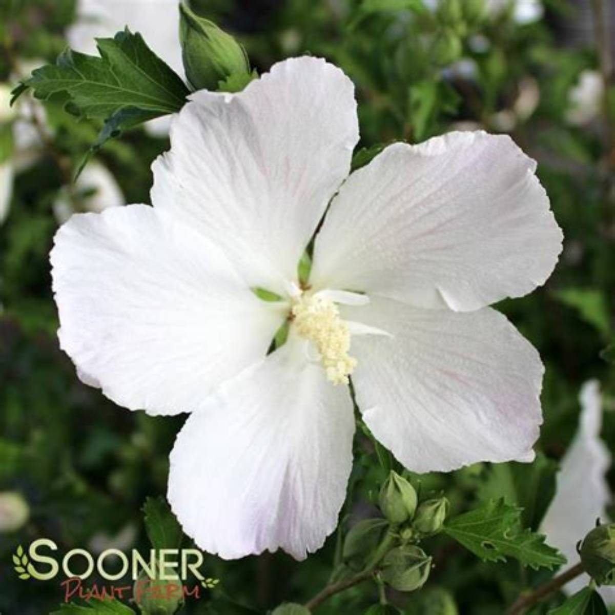White Pillar® Althea
